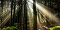 Your gut should be as diverse as the fauna of a pristine forest